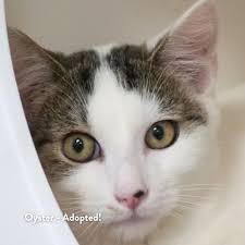 This is the best part of our job. These dogs and cats were chosen, loved,  and sent home over the past few days, and we're incredibly grateful to  every adopter who made