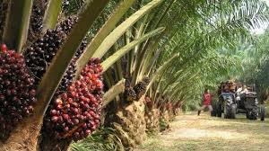 Meskipun kelapa sawit ini dapat tumbuh dengan subur di indonesia, ternyata kelapa sawit ini bukanlah tanaman asli indonesia, kelapa sawit ini masuk ke indonsia pada saat terjadinya revolusi industri yang dilakukan oleh belanda pada tahun 1848, meskipun begitu kelapa sawit ini asli. Menang Referendum Swiss Gapki Sumut Optimis Kelapa Sawit Indonesia Jadi Raja Di Pasar Global Tribun Medan