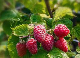 Check spelling or type a new query. Caroline Red Raspberry Plant Ison S Nursery Vineyard