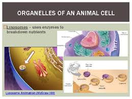 From the virtual cell biology classroom on scienceprofonline.com Cell Organelles Objectives Colorado State Standard Sc 09