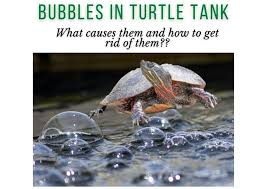 Photo by cindy graham, editor, pond trade magazine. Bubbles In Turtle Tank What To Do Turtleholic