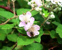 Maybe you would like to learn more about one of these? The Peace Bee Farmer Blackberries In Bloom