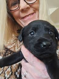 Black Labrador Retriever Puppies For Sale In Newbury