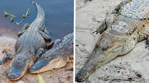 Alligator vs. Crocodile: What's the Difference? | Blog ...
