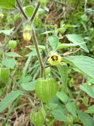 Image result for Physalis lagascae