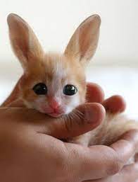 Supposed hybrids between a cat and a rabbit. Cute Animals Baby Animals Animals