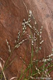 Image result for Eragrostis unioloides