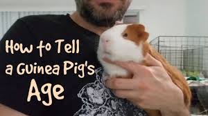 how to tell a guinea pigs age