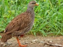 Image result for Tragiella natalensis