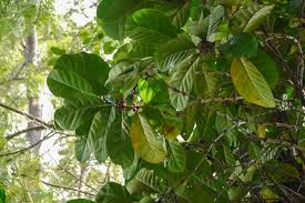 Image result for Coffea ligustroides