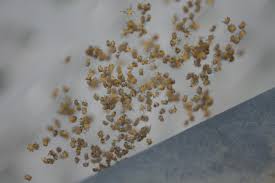 Clip of banded garden spider babies hatching. Newly Hatched Baby Spiders Nj Spiders