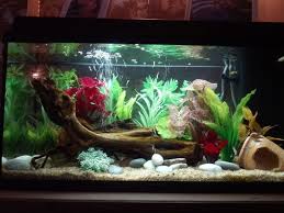 Photo Caption My First Tropical Tank Description Jewel 800 110 Litre Bioflow 3 Filtration 2 X Airstone Advice Alwa Neon Tetra Goldfish Tank Tropical Tanks