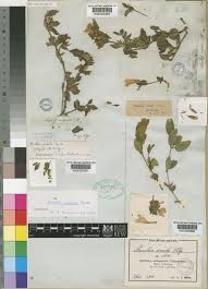 Image result for Ruellia cordata