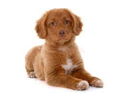 And then there's the nova scotia duck tolling retriever. Welpe Nova Scotia Duck Tolling Retriever Stockbild Bild Von Reinrassig Scotia 67943763