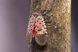 We did not find results for: Lanternflies Eat Everything In Sight The U S Is Looking Delicious The New York Times
