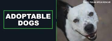 Pet adoption saves the lives of homeless dogs and cats. Home Tulsa Spcatulsa Spca