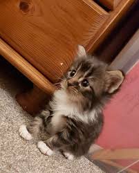 Pin By Silo On Chaton Trop Mignon In 2020 Baby Animals Cute Animals Cute Baby Animals