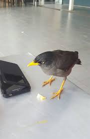 Kucing yang dilanggar oleh kereta, yang pernah bertengkar, atau mengalami trauma lain ke kawasan payudara semuanya berisiko terkena mastitis. Warisan Petani Burung Tiong Jinak