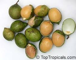 Image result for Melicoccus