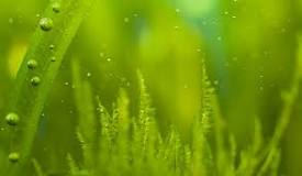 Image result