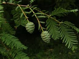 Image result for Cupressaceae