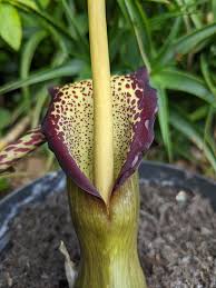 Image result for Sauromatum venosum