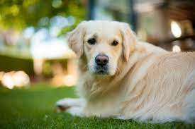 This handsome guy is fantastic on a lead and a dream to walk. Golden Retriever Rescue Of Wisconsin
