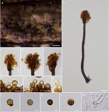 Look forward sharing it in print. Fungal Diversity Notes 1151 1276 Taxonomic And Phylogenetic Contributions On Genera And Species Of Fungal Taxa Springerlink
