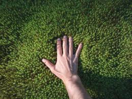 Maybe you would like to learn more about one of these? Moss Lawn Care Growing Moss Lawns Instead Of Grass