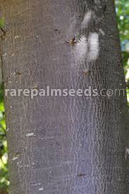 Image result for Harpephyllum afrum