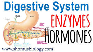 Digestive Enzymes And Hormones
