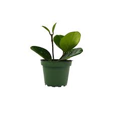 Most will do better if they are given more humidity. Live House Plant Hoya Plant Houseplant Hoya Obovata Splash In 4 Pot And 6 Pot Gardening Plants Floral Garden Crafts Vadel Com