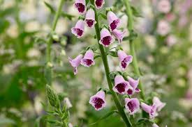 Image result for Digitalis purpurea