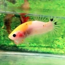 Sangat banyak sekali jenis ikan cupang yang berhasil di temukan. Jual Ikan Cupang Tancho Yellow Kab Bekasi Wahana Betta Tokopedia