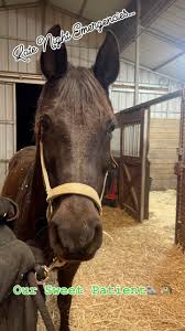 Walter the Vet Truck Frenchie