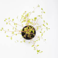 Image result for Otiophora caerulea