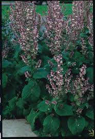 Image result for Salvia pratensis `Rose Rhapsody