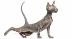 Peterbald For Sale - Hoobly Classifieds