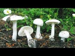 فطر الأويستر هو فطر يتميز بلونه الأبيض و هيئته الغير منتظمة لذلك فهو يتشابه مع فطر البوتون ، و ينتشر وجود. ØªØ¹Ø±Ù Ø¹Ù„Ù‰ Ø£Ù†ÙˆØ§Ø¹ Ø§Ù„ÙØ·Ø± ÙÙŠ Ø¨Ù„Ø§Ø¯ Ø§Ù„Ø´Ø§Ù… Ø§Ù„Ø³Ø§Ù… ÙˆØºÙŠØ± Ø§Ù„Ø³Ø§Ù… Youtube