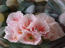 Godetia Flower Pictures Flowers Flower Care Flower Pictures