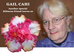 HIBISCUS INTERNATIONAL