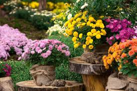 Dalia, floarea de toamna spectaculoasa. Poze Cu Flori De ToamnÄ Cum Plantezi Florile In GrÄdinÄ Sau In Ghiveci