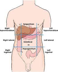 They help to avoid any ambiguity that can arise when describing the location of structures. General Anatomy And Radiographic Positioning Terminology Radiology Key