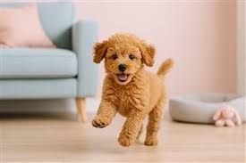 Image result for poodle