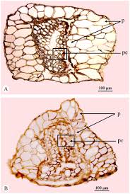 Image result for Sarcocornia decumbens