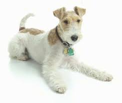 This dog has english origins and is distinguished by its long face and perky ears. Wire Fox Terrier Dog Breed Information And Pictures