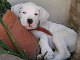 Cachorros Dogo Argentino Hayvanlar Kopek Arjantin