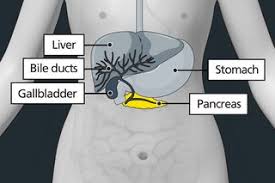 Image result for pancreas)