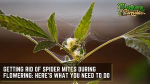 What damage can spider mites cause? How To Get Rid Of Spider Mites During Flowering Marijuanacannabis Com