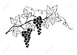 Vector Illustration Grapevine Wine Glass Tattoo Grape Vines Illustration